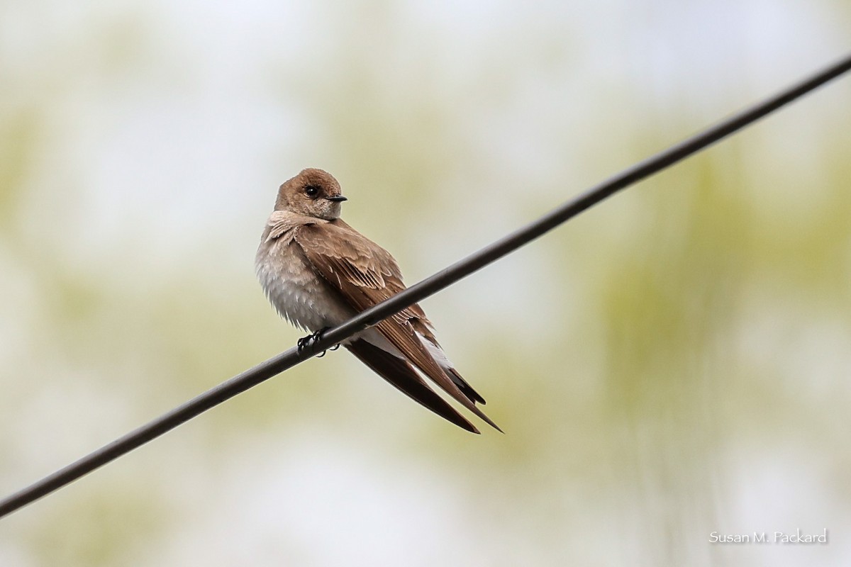 Northern Rough-winged Swallow - ML565973751