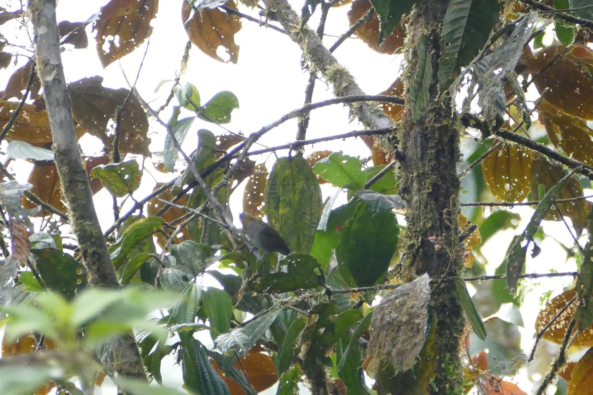 Yellow-throated Chlorospingus - ML56597391