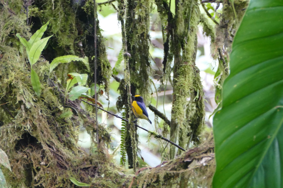 Thick-billed Euphonia - Peter Kaestner