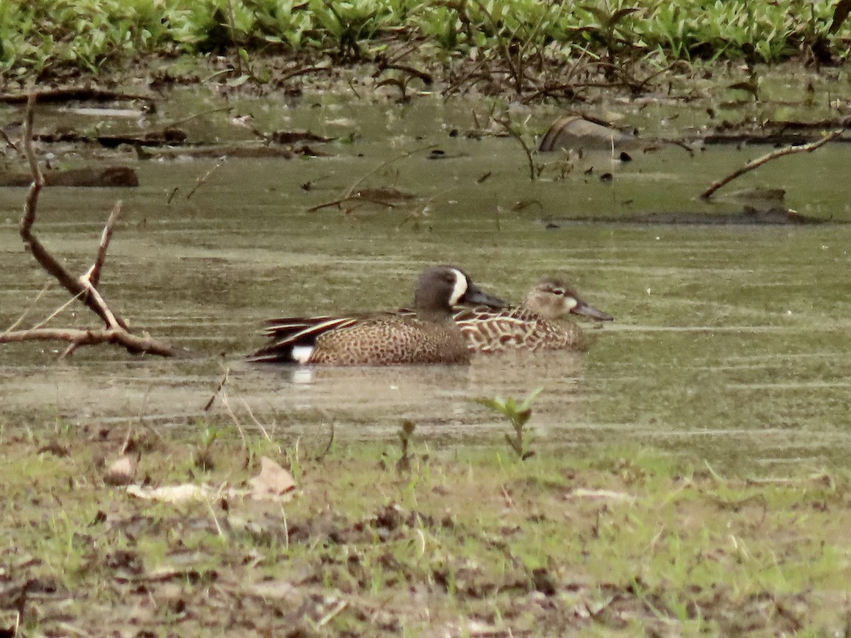 Blue-winged Teal - ML565974831