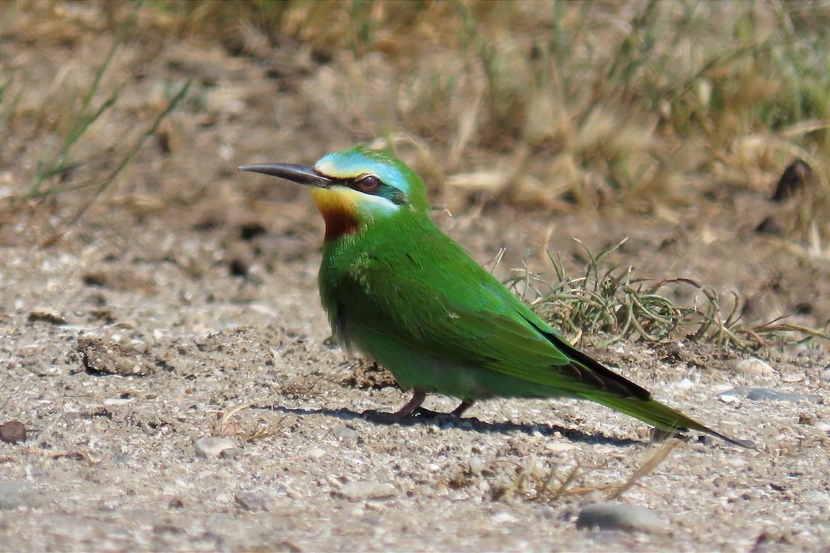 Blue-cheeked Bee-eater - ML565977101