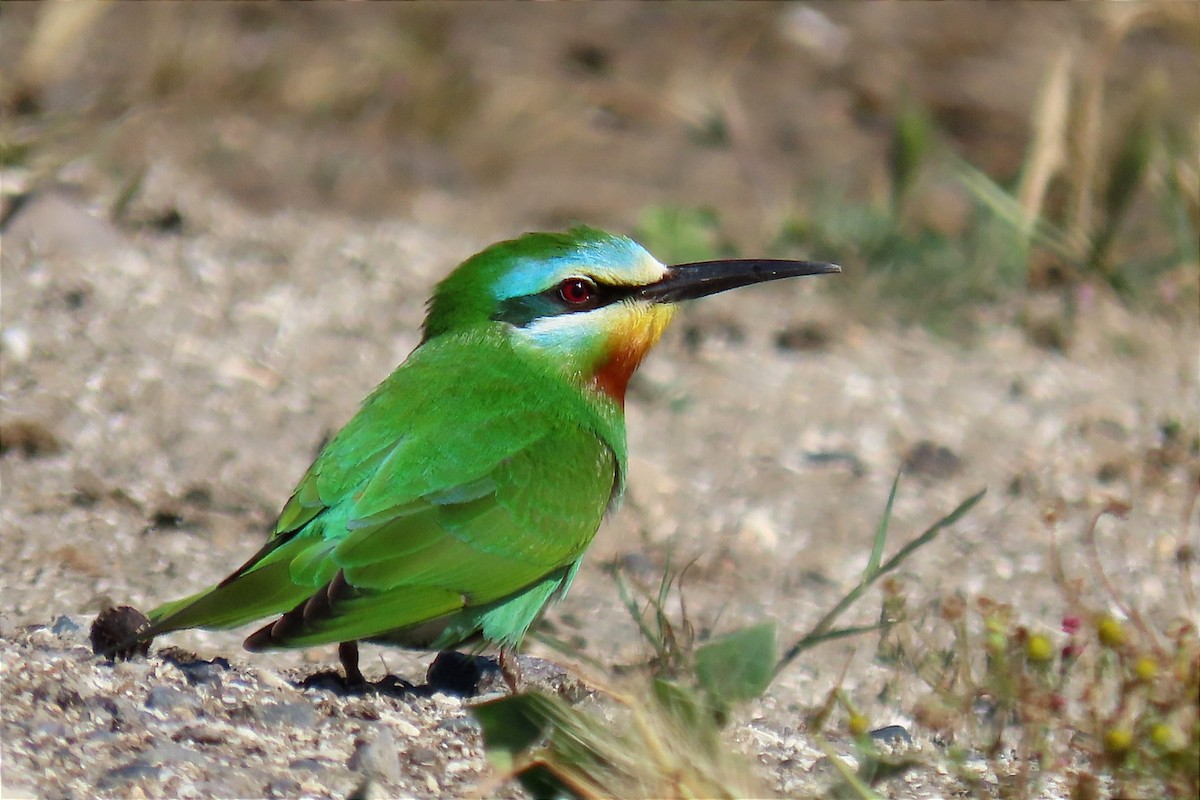 Blue-cheeked Bee-eater - ML565977111