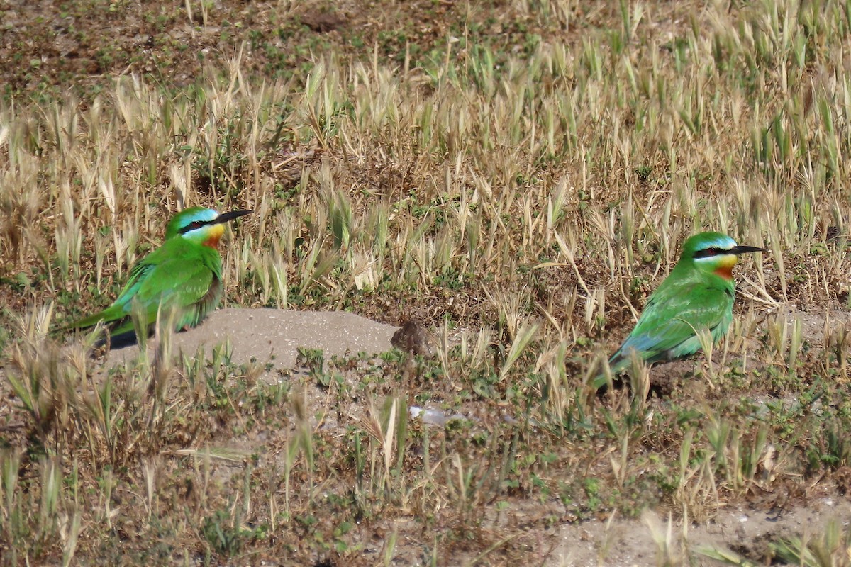 Blue-cheeked Bee-eater - ML565977121