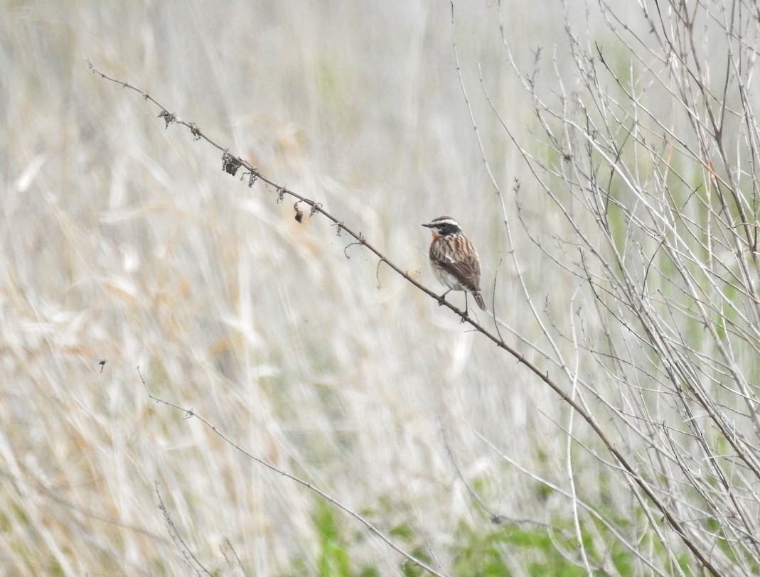 Whinchat - ML565978001