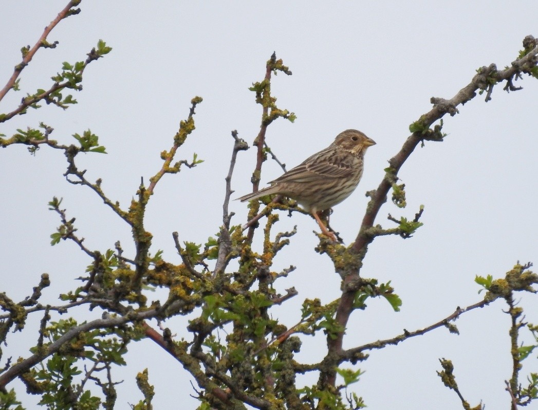 Corn Bunting - ML565978121