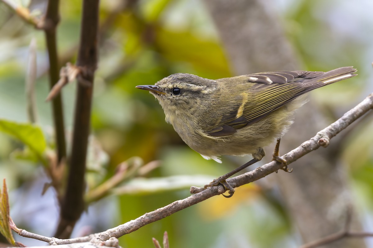 Buff-barred Warbler - ML565978281