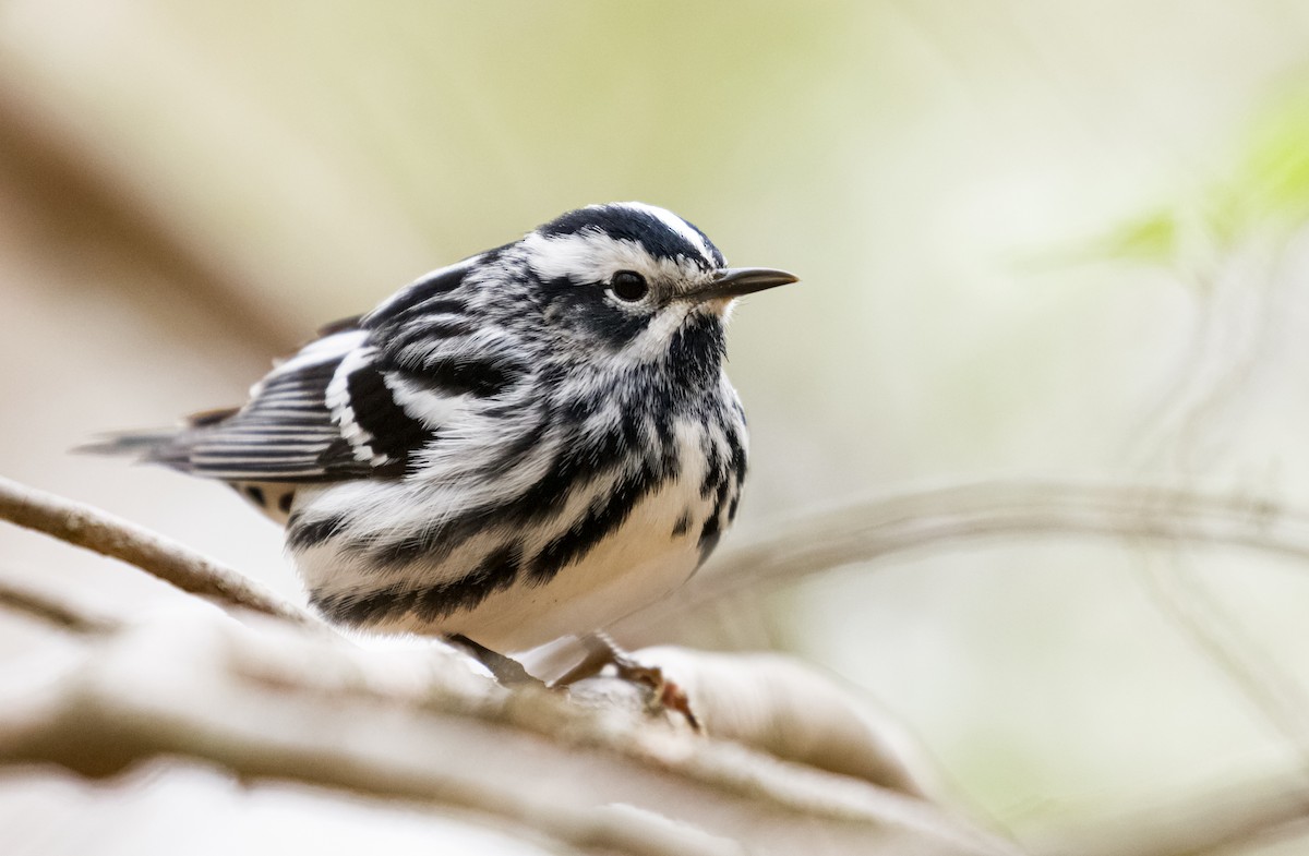 Black-and-white Warbler - ML565978951