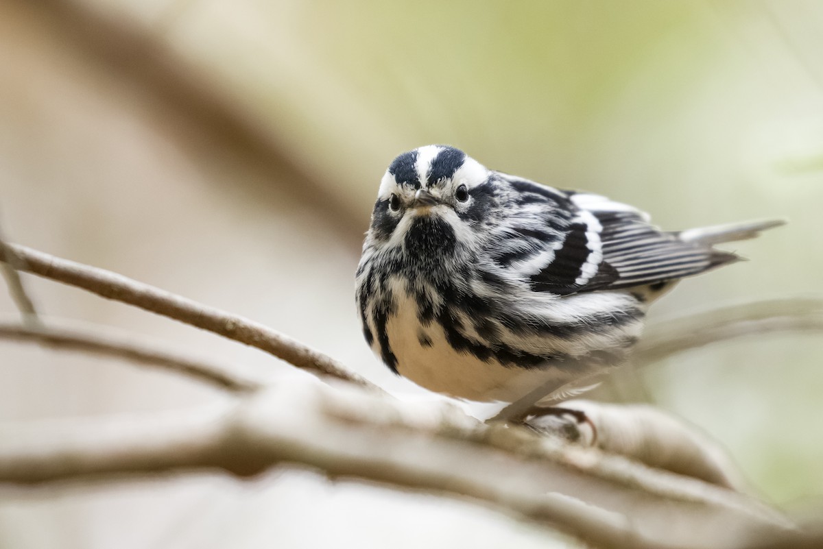Black-and-white Warbler - ML565978961