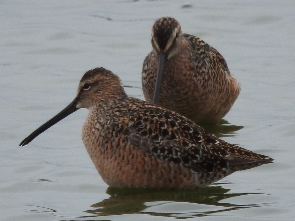 Long-billed Dowitcher - ML56597901