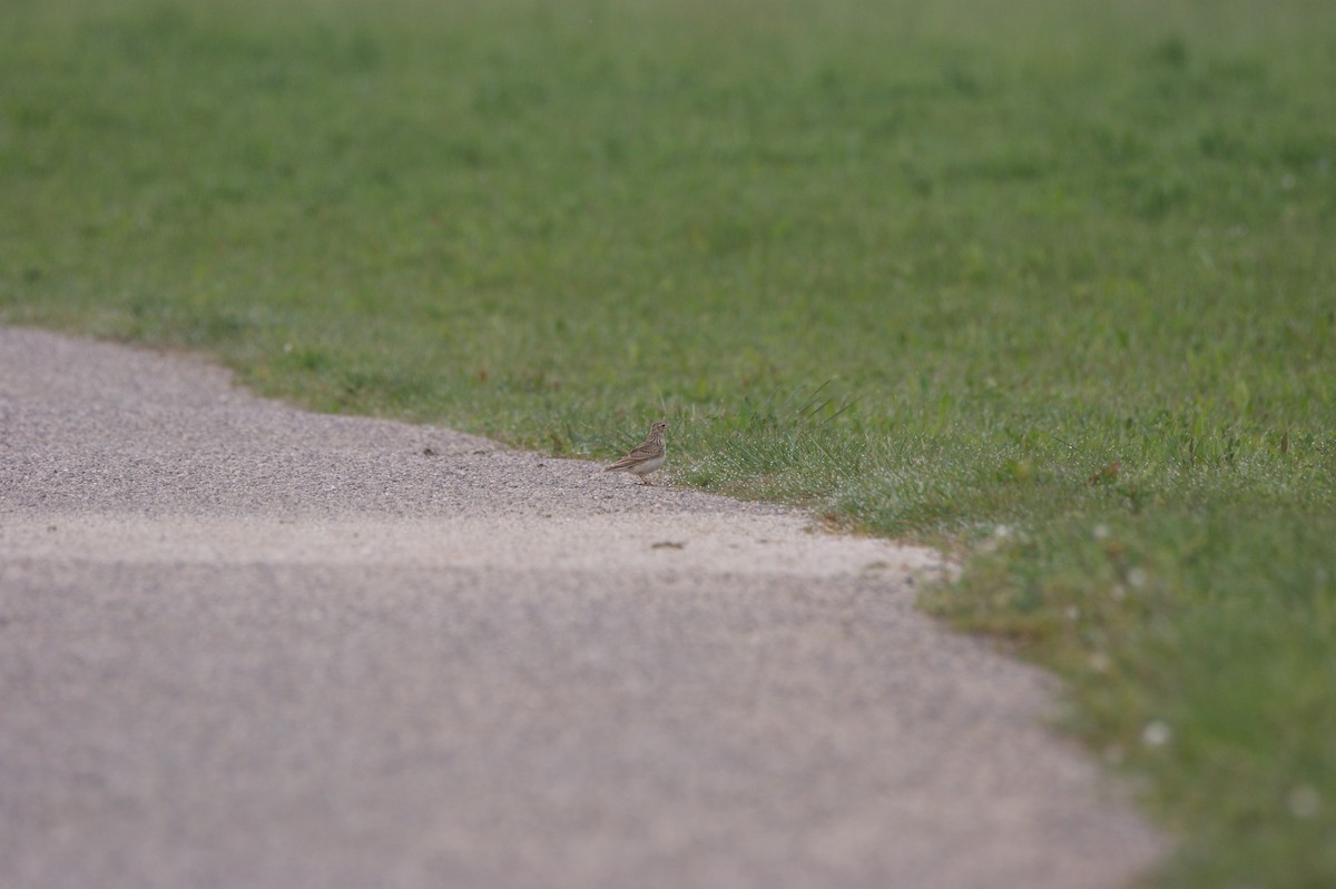 Eurasian Skylark - ML565979081
