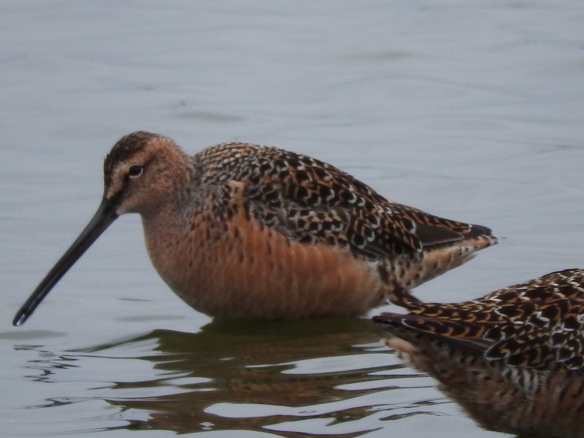 Long-billed Dowitcher - ML56597961