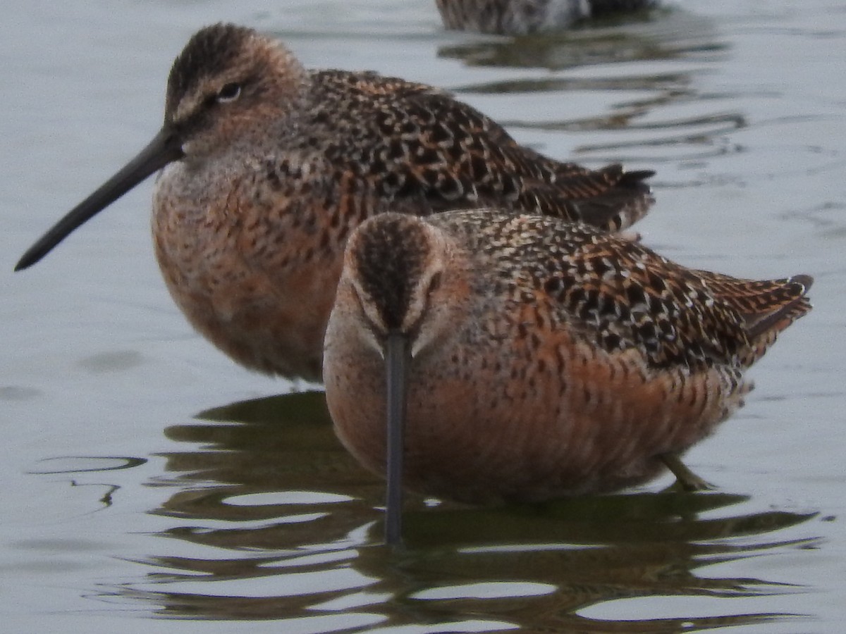 Long-billed Dowitcher - ML56597991