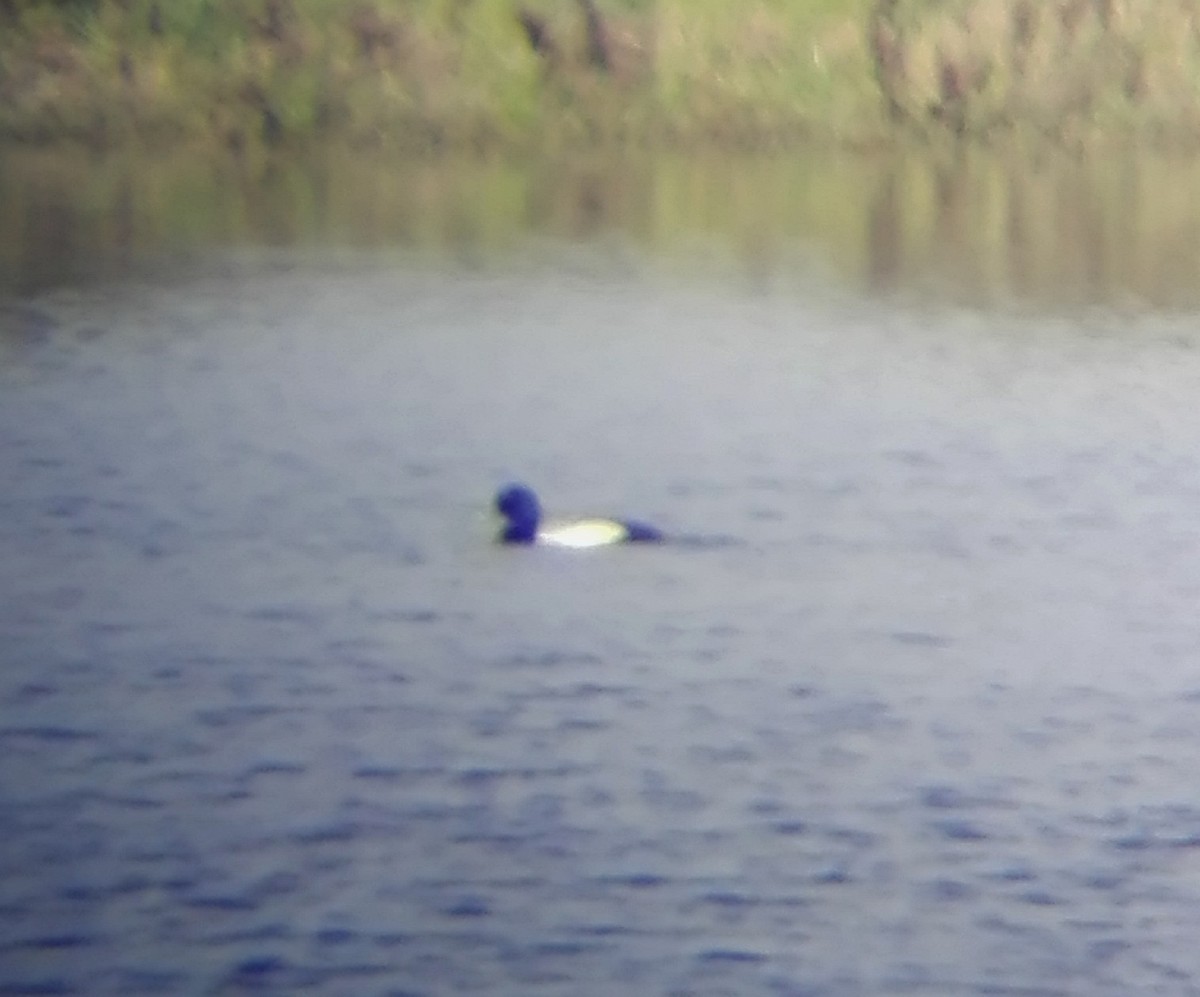 Greater Scaup - ML565980841