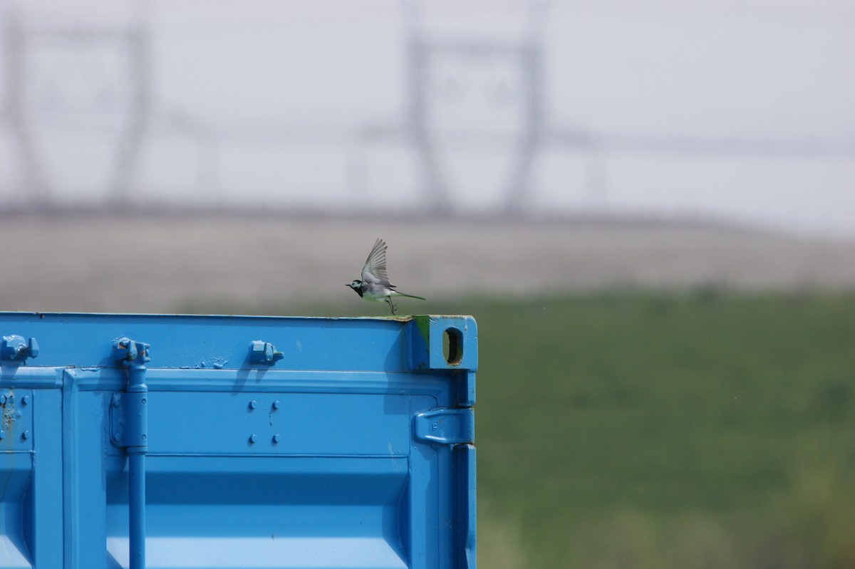 White Wagtail (British) - ML565981441