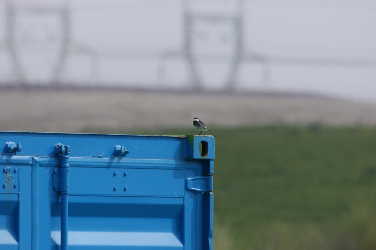 White Wagtail (British) - ML565981451