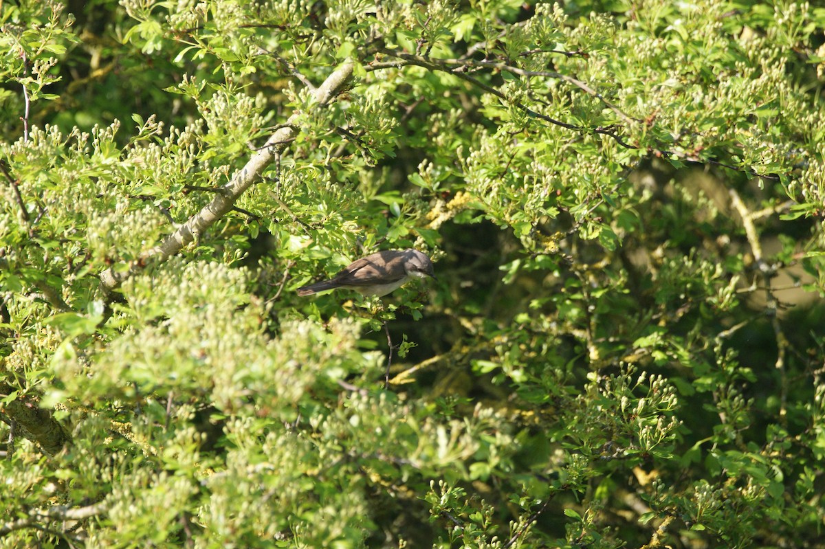 Lesser Whitethroat - ML565981741