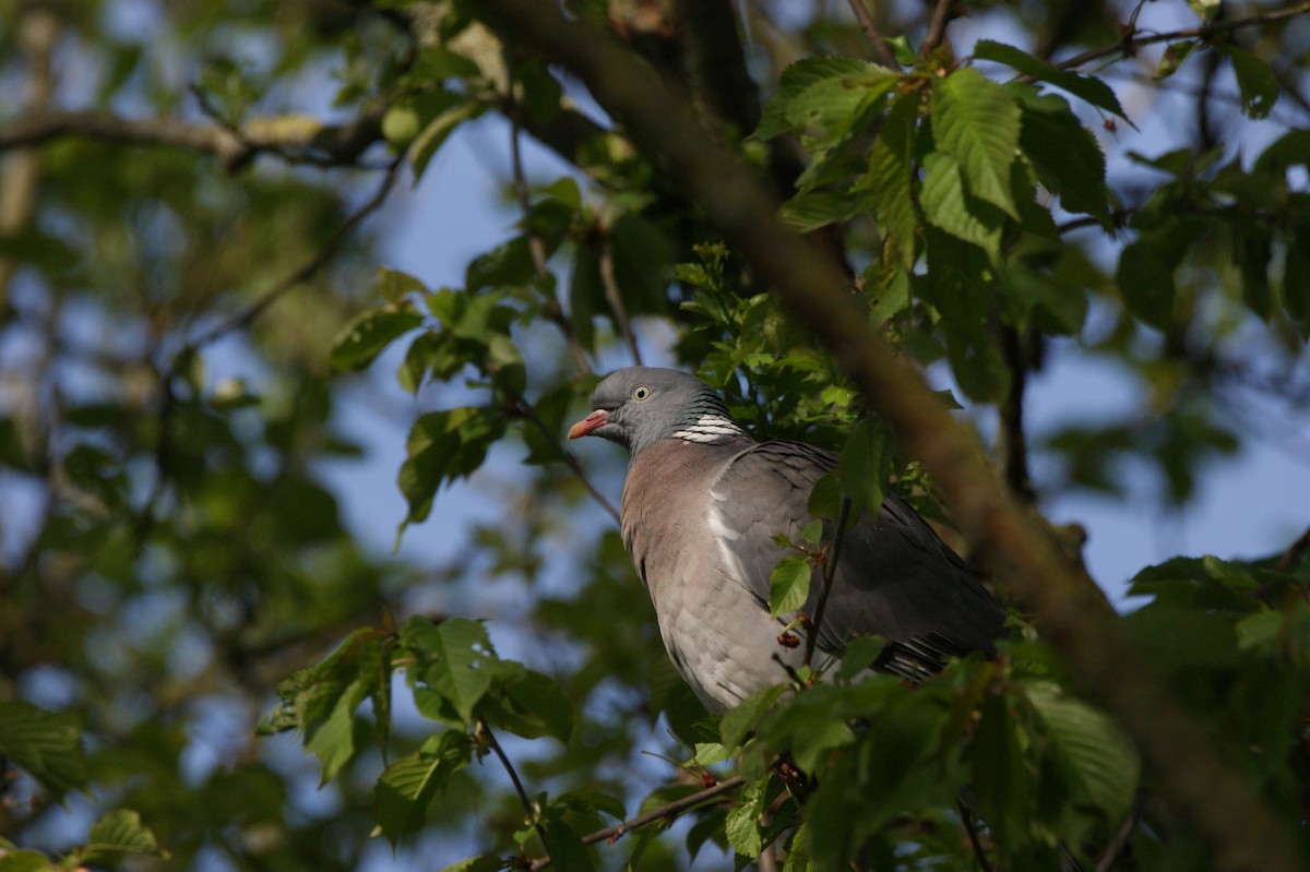 Common Wood-Pigeon - ML565982531