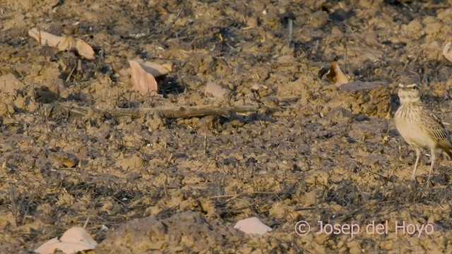 Sun Lark - ML565983951