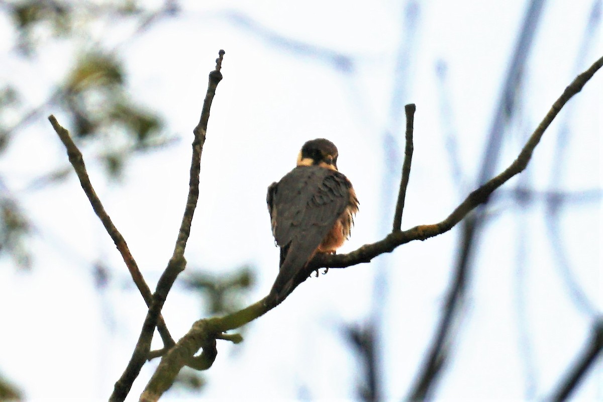 Eurasian Hobby - ML565984231