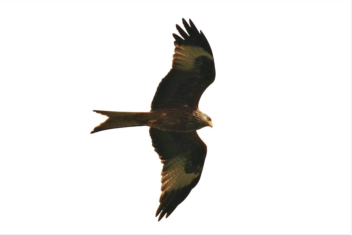 Red Kite - ML565984341