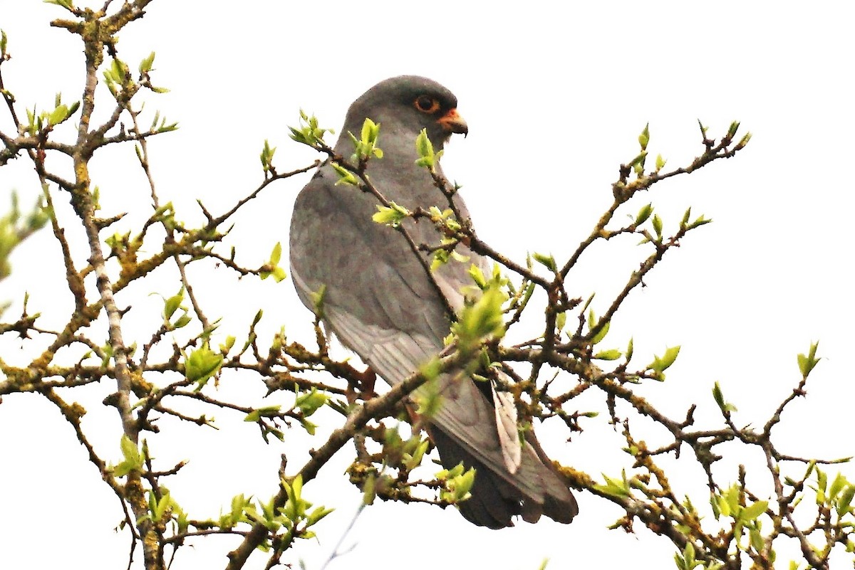 Red-footed Falcon - ML565984601
