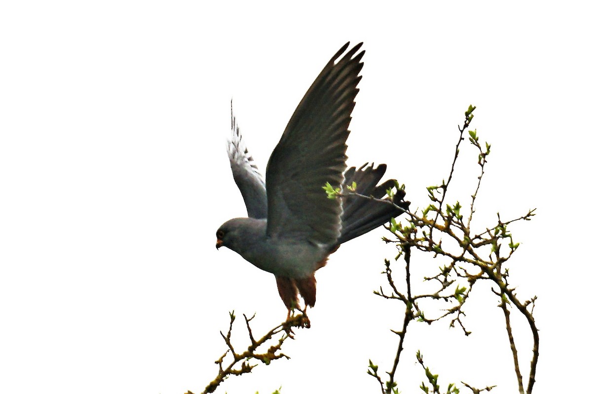 Red-footed Falcon - ML565984971
