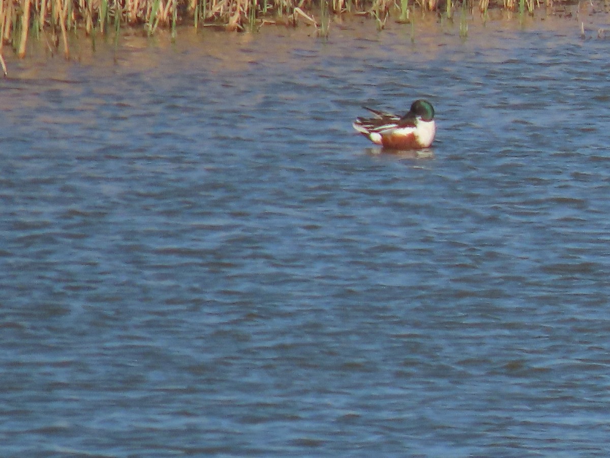 Northern Shoveler - Mike Lesnik