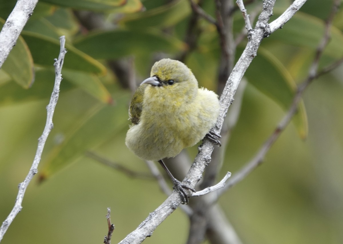 Hawaii-Amakihikleidervogel - ML565985221