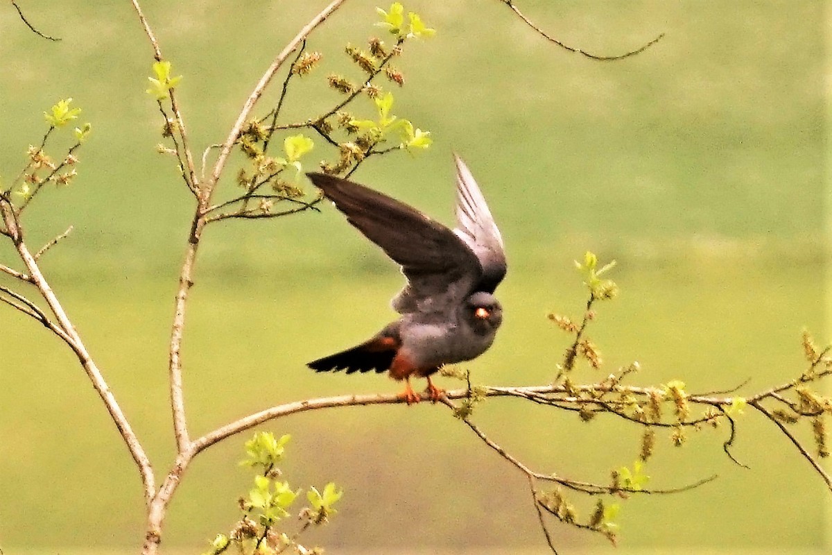 Red-footed Falcon - ML565985461