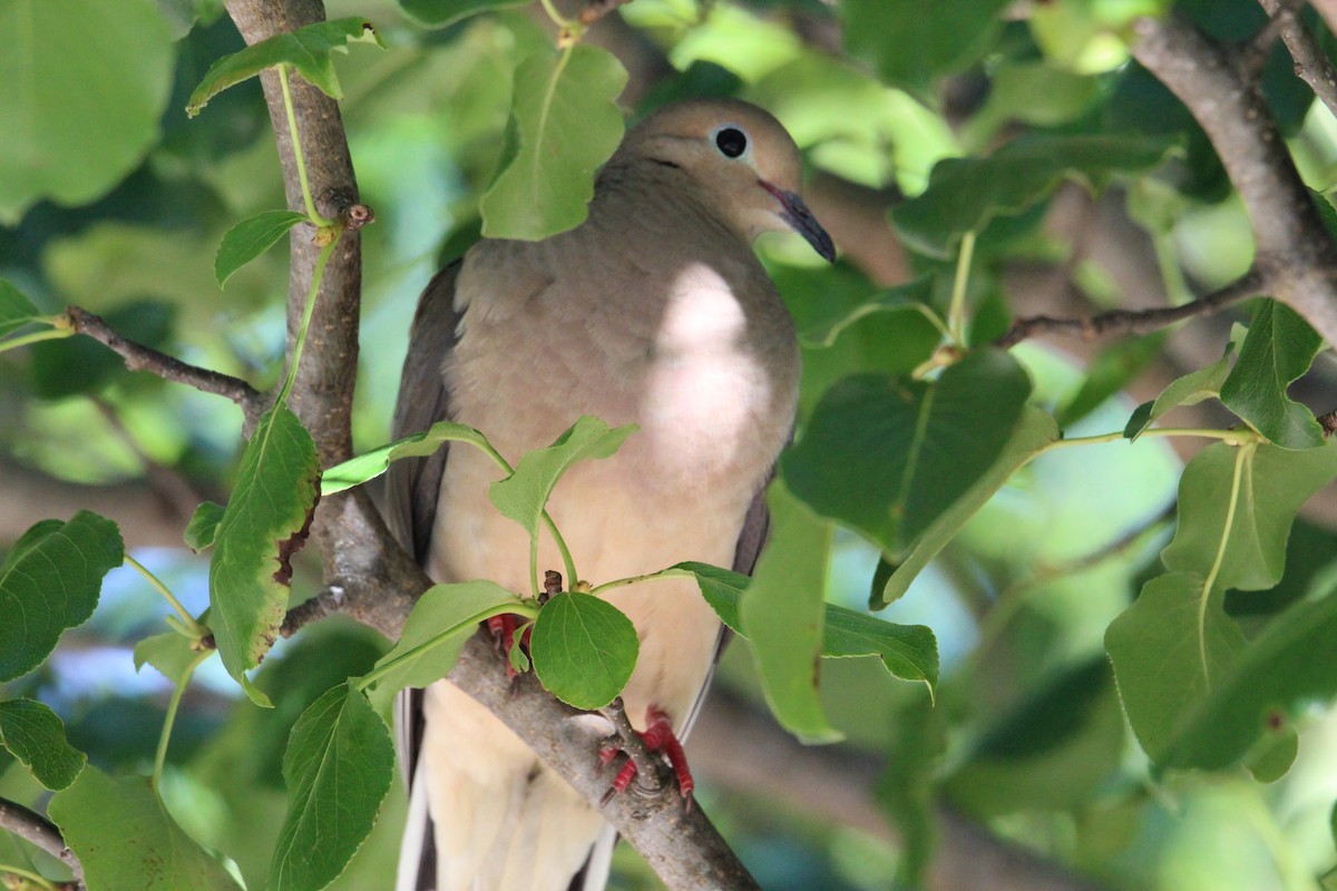 Mourning Dove - ML565985501