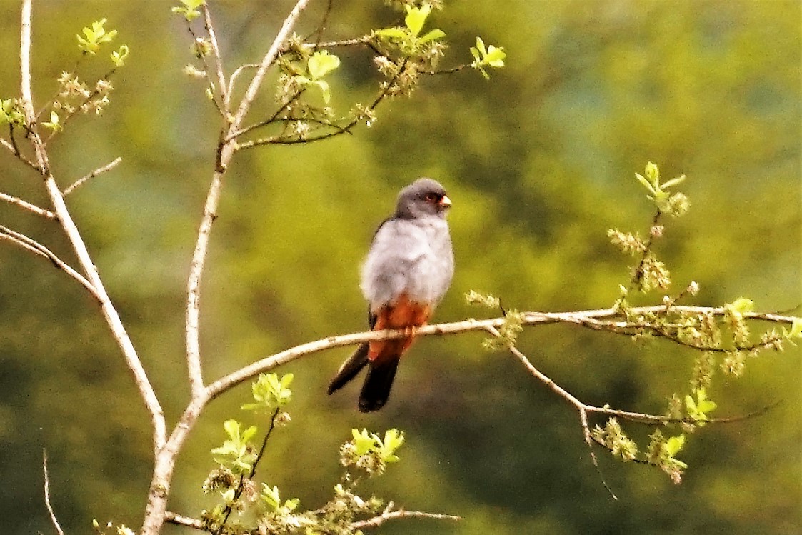 Red-footed Falcon - ML565985591