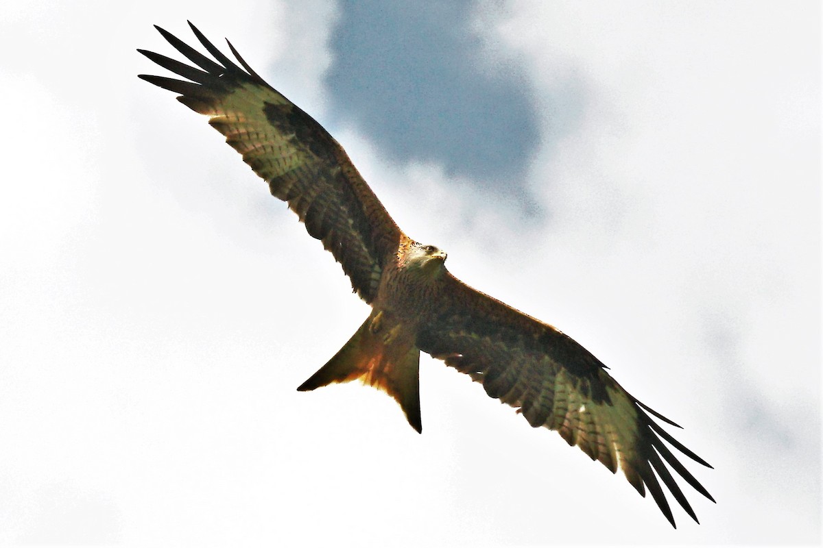 Red Kite - Anonymous