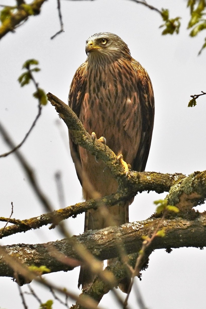 Red Kite - ML565985991