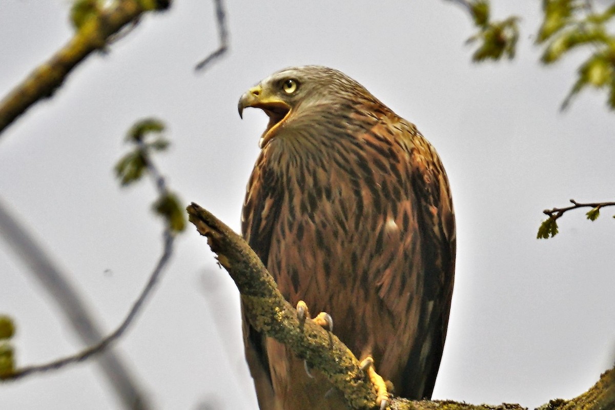 Red Kite - ML565986091