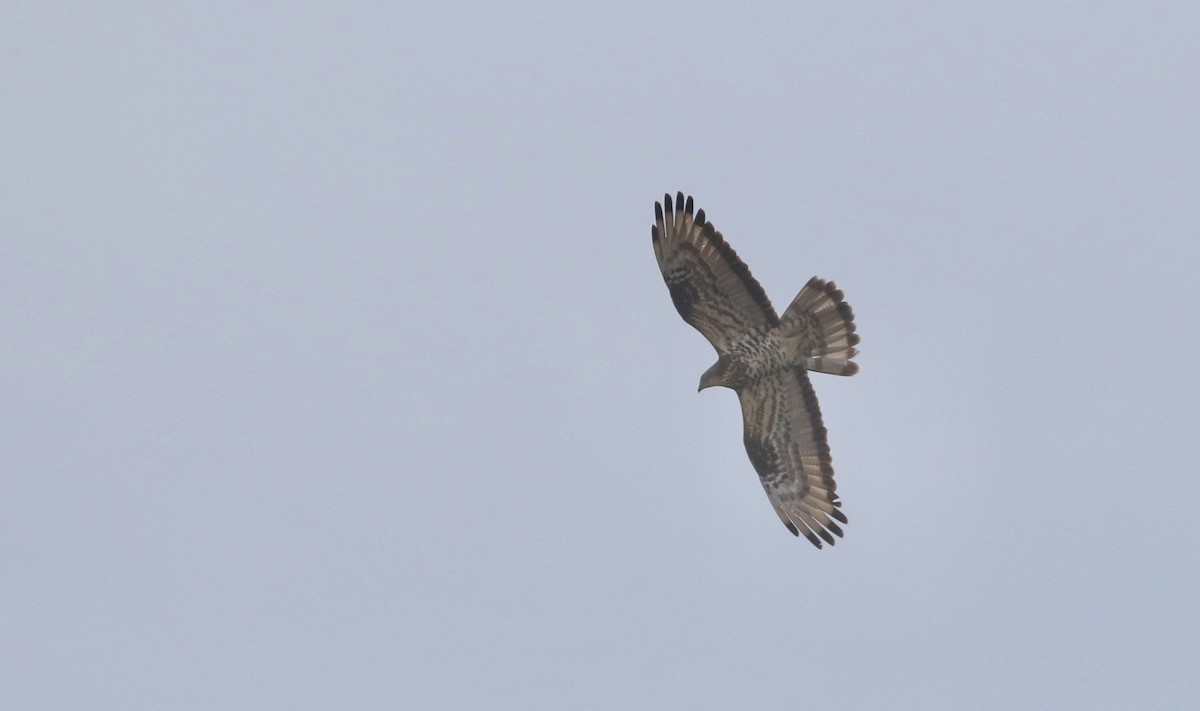 European Honey-buzzard - Will Scott