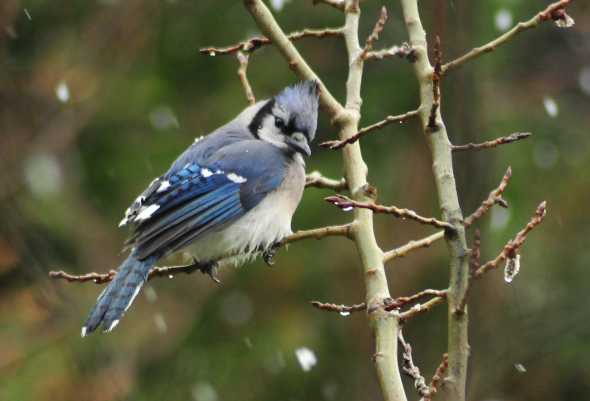 Blue Jay - ML565986561