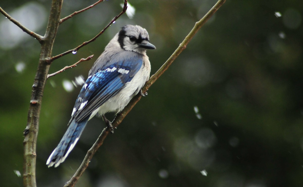 Blue Jay - ML565986571