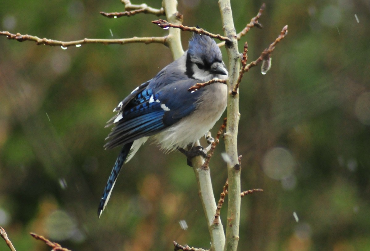 Blue Jay - ML565986581