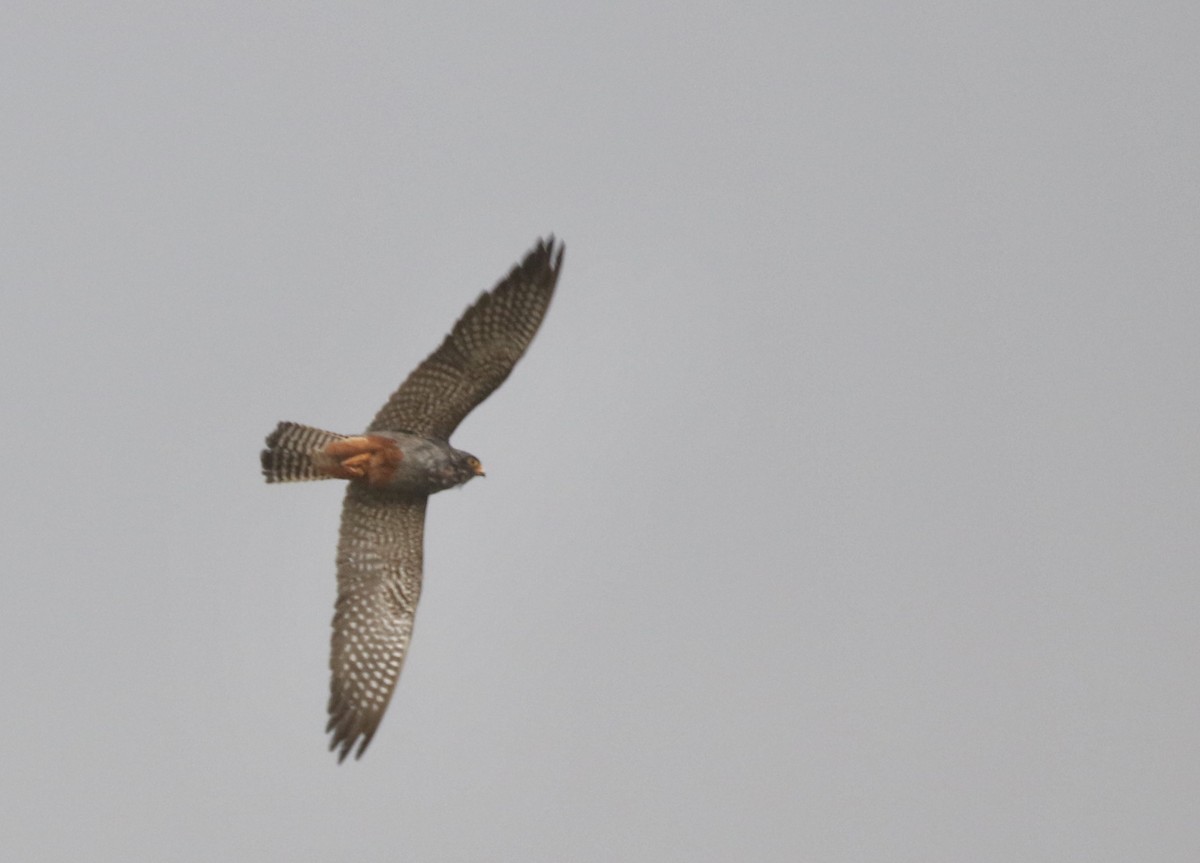 Red-footed Falcon - Will Scott