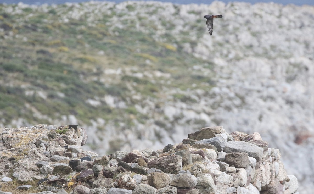 Red-footed Falcon - ML565987711