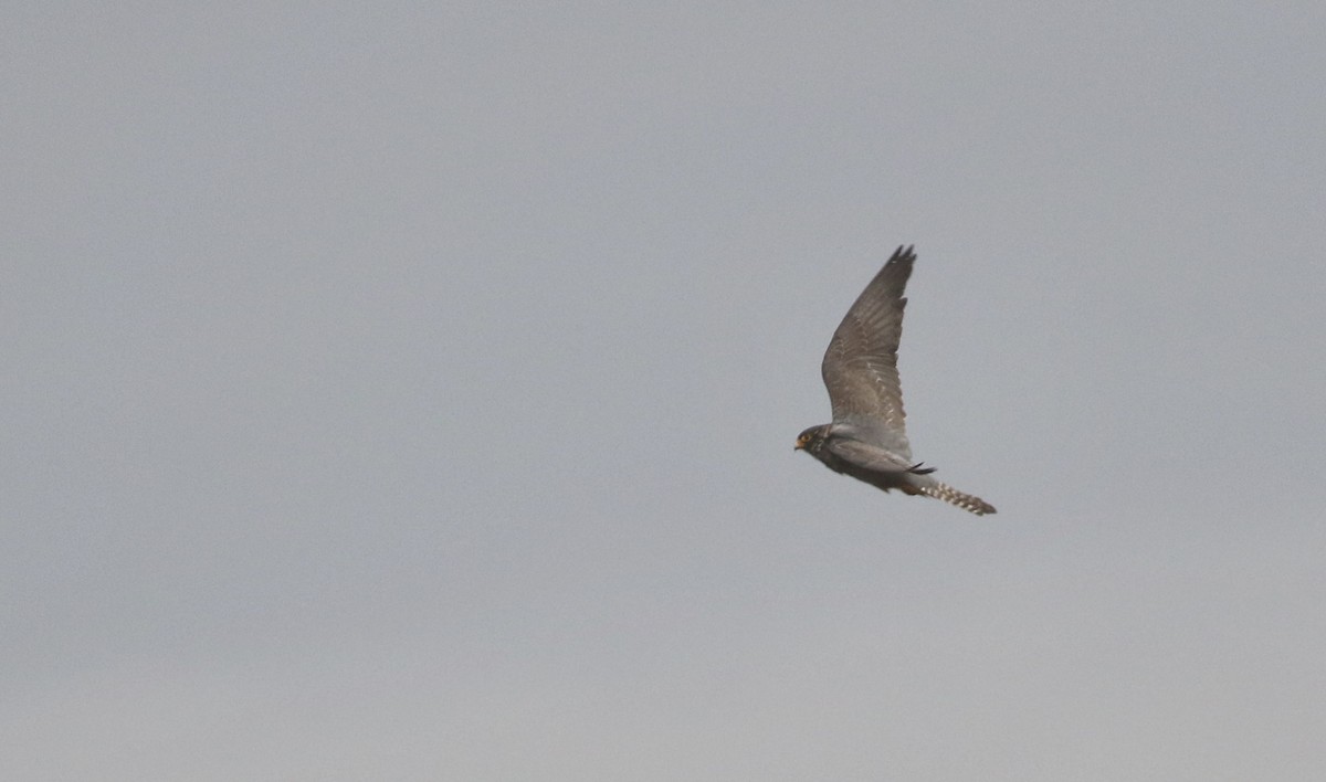 Red-footed Falcon - Will Scott