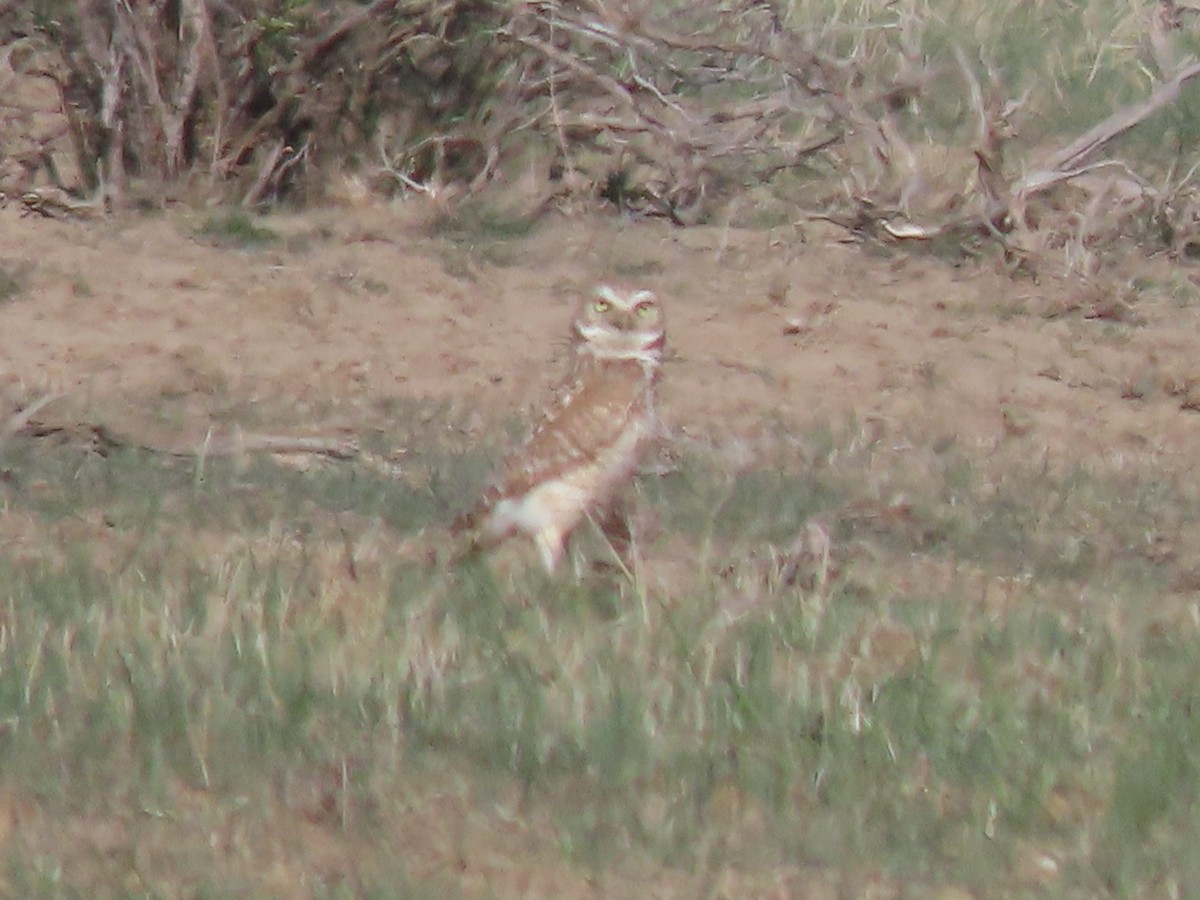 Burrowing Owl - Mike Lesnik