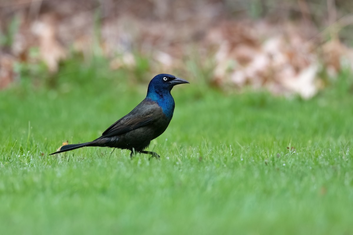 Common Grackle - ML565988751