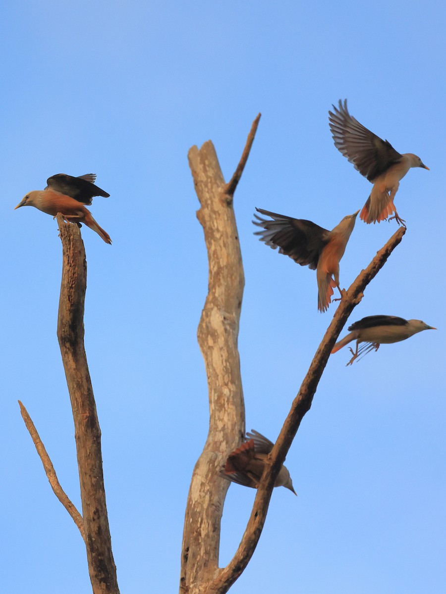 Chestnut-tailed Starling - ML565988831