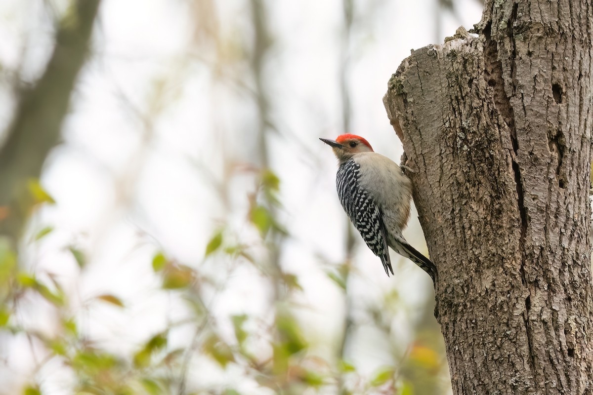 Red-bellied Woodpecker - ML565988891