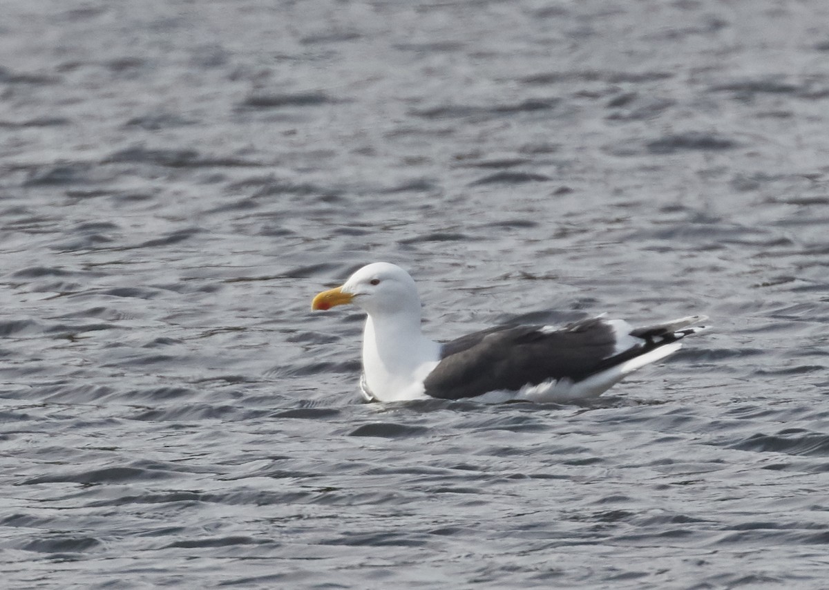 Great Black-backed Gull - ML56598941