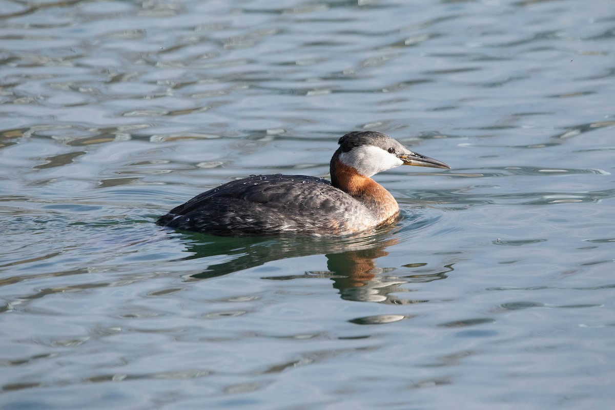 Red-necked Grebe - ML565989551