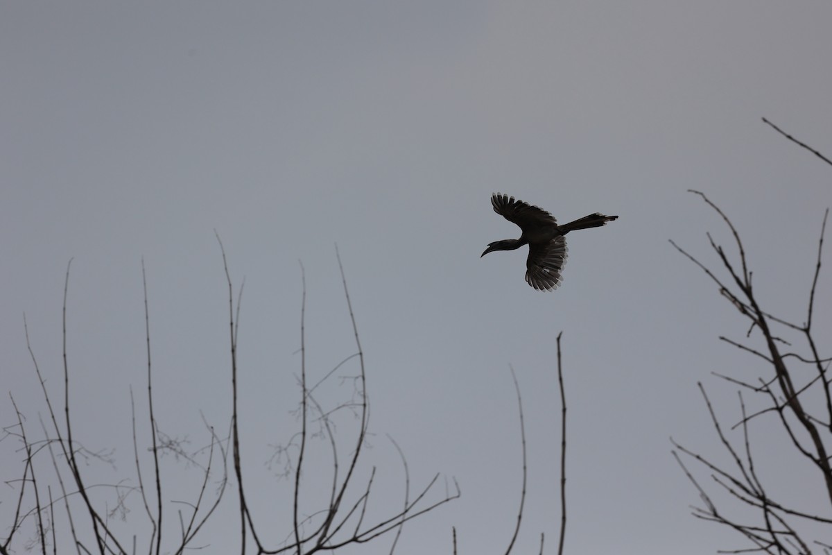 Indian Gray Hornbill - Abhishek Shroti