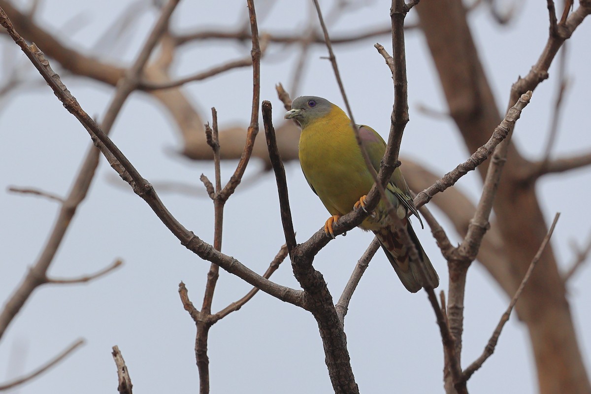 Yellow-footed Green-Pigeon - Abhishek Shroti