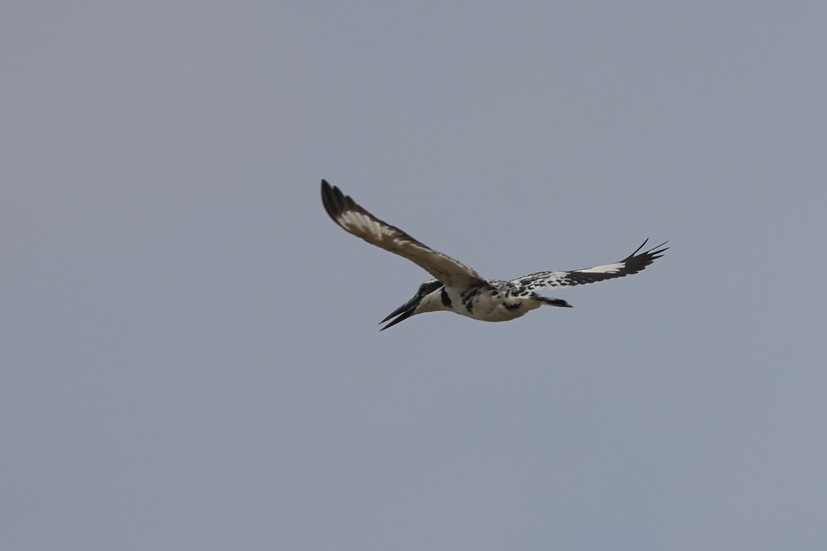 Pied Kingfisher - ML565990491